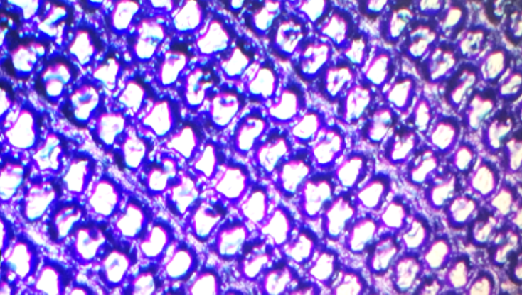 Amplification effect for fish scale conduction potential 